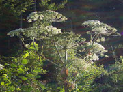 Heracleum sphondylium (Apiaceae)