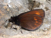 Erebia melampus (Kleiner Mohrenfalter) / CH VS Laggintal 1550 m, 20. 07. 2009