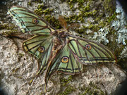 Actias (Graellsia) isabellae (Isabellaspinner) / Wallis (Totfund auf Parkplatz im Bahnhof Goppenstein 1216 m,  15. 05. 2019)