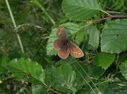 Erebia alberganus (Gelbäugiger oder Mandeläugiger Mohrenfalter) / CH VS Oberwallis 1500 m, 08. 07. 2007