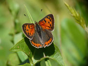 Lycaena phlaeas phlaeoides (Kleiner Feuerfalter) / CH TI Gudo Pian Palerm 500 m, 01. 04. 2015