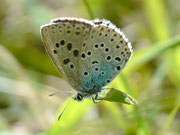 Maculinea arion (Schwarzgefleckter Bläuling, dasselbe Weibchen) / CH GR Soglio 1100 m, 07. 07. 2011