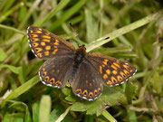 Hamearis lucina (Frühlings-Scheckenfalter) / CH BE Justistal (Sigriswil) Grönhütte 1180 m, 14. 06. 2019