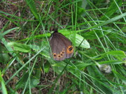 Erebia medusa (Rundaugen-Mohrenfalter) / CH TI Alpe Domàs 1666 m, 18. 06. 2015