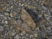 Alcis repandata (Braunmarmorierter Baumspanner) / CH BE Hasliberg 1130 m, 20. 07. 2025