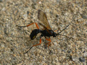 Trogus lapidator