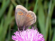 Erebia medusa (Rundaugen-Mohrenfalter) / CH BE Hasliberg 1150 m, 14. 06. 2011