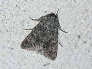 Acronicta euphorbiae (Wolfsmilch-Rindeneule)