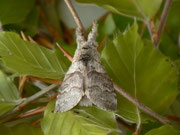 Calliteara pudibunda (Buchen-Streckfuss, Rotschwanz, Männchen) CH BE Hasliberg 1050 m, 28. 05. 2013
