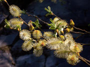 Salix caprea (Salweide) / Salicacaea