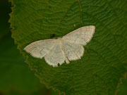 Scopula floslactata (Gelblichweisser Kleinspanner) / CH BE Interlaken Harder, 15. 07. 2014 