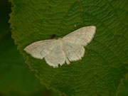 Scopula floslactata (Gelblichweisser Kleinspanner) / CH BE Interlaken Harder, 15. 07. 2014