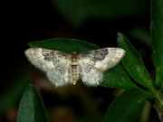 Idaea rusticata (Südlicher Zwergspanner) / CH BE Hasliberg 1050 m, 11. 07. 2010