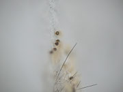 Nudaria mundana (Blankflügel-Flechtenbärchen, frisch geschlüpfte Räupchen, Seitenansicht) CH BE Hasliberg 1050 m, 25. 07. 2014