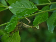Yponomeuta cagnagella / CH LU Büron, Müliweier 575 m, 16. 05. 2026