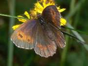 Erebia euryale adyte (Weibchen) / CH VS Turtmanntal 1980 m, 14. 07. 2010