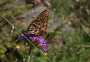 Euphydryas intermedia (Amur-Scheckenfalter) / CH VS Val d'Anniviers Grimentz, 17. 07. 2005