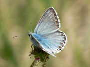 Polyommatus hispana (Männchen) / E Region Girona-Figueres, Embalse de Boadella 200 m, 10. 05. 2012