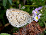 Erebia tyndarus (Schillernder Mohrenfalter, derselbe Falter wie vorher) / CH VS Gspon, 2060 m, 12. 08. 2009