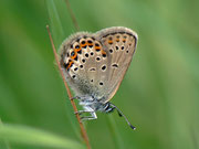 Plebejus argus (Geissklee-Bläuling, Männchen) / CH VS Val d'Anniviers Zinal Barneuza 2173 m, 04. 07. 2011