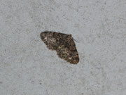 Parectropis similaria (Weissfleck-Rindenspanner) / CH BE Hasliberg 1050 m, 01. 07. 2016 (an Lichtquelle)