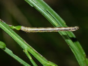 Macaria alternata / CH TI Gnosca, Nàseri, Monti di Cima 1120 m, 18. 09. 2024
