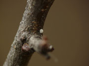 Thecla betulae (Nierenfleck-Zipfelfalter) / CH VS Mazembroz, Cheux Devant 650 m, 04. 11. 2016 (an Prunus spinosa, zusammen mit einem Ei von Allophyes oxyacanthae an der selben Pflanze) 