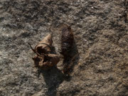 Lymantria dispar (Schwammspinner, Exuvie) / CH TI Riviera, Iragna 415 m, 12. 03. 2020