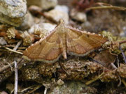 Endotricha flammealis / CH TI Personico, Val d'Ambra, 08. 07. 2025 
