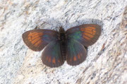 Erebia tyndarus (Schillernder Mohrenfalter, Männchen) / CH VS Valsorey 1800 m, 26. 07. 2006
