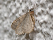 Operophtera brumata (Kleiner Frostspanner) / CH BE Hasliberg 1240 m, 10. 11. 2012