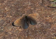 Erebia pluto (Eis-Mohrenfalter) / Italien Aostatal Valpelline Alp Chamen, 10. 08. 2005