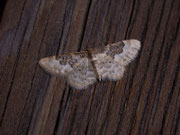 Idaea rusticata (Südlicher Zwergspanner) / CH BE Hasliberg 1050 m, 14. 07. 2006