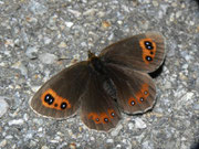 Erebia aethiops (Graubindiger Mohrenfalter, Weibchen) / NYMPHALIDAE/Tr. Erebiini (Edelfalter)