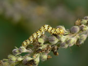 Cucullia lychnitis (Später Königskerzen-Mönch) / CH BE Hasliberg 1050 m, 25. 07. 2023 (an Verbascum nigrum)