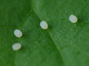 Idaea rusticata (Südlicher Zwergspanner) / CH BE Hasliberg 1050 m, e.o. 20. 07. 2024