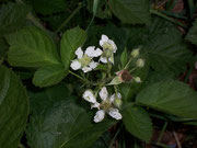 Rubus fruticosus (Rosaceae)