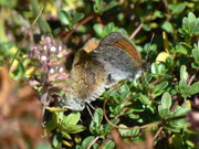 Erebia tyndarus (Schillernder Mohrenfalter) / CH VS Val d'Hérens, Arolla 2421 m, 13. 09. 2011