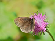 Erebia manto (Gelbgefleckter Mohrenfalter, Männchen) / CH OW Engelberg 1500 m, 31. 07. 2013