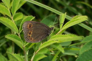 Erebia oeme (Doppelaugen-Mohrenfalter) / CH Col de la Croix 1800 m, 25. 07. 2006