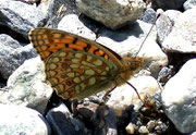 Argynnis niobe (Stiefmütterchen-Perlmuttfalter, Weibchen) / CH VS Val d'Anniviers, 17. 07. 2005