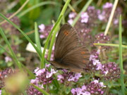 Erebia oeme lugens (Doppelaugen-Mohrenfalter) / CH OW Alpnach Lütoldsmatt Pilatusgebiet 1150 m, 21. 06. 2014