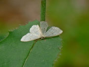 Idaea biselata (Breitgesäumter Zwergspanner) / CH BE Hasliberg 1060 m, 03. 08. 2013