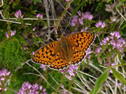 Argynnis niobe (Stiefmütterchen-Perlmuttfalter) / CH TI Serravalle Dagro, Alpe di Prou 2000 m, 27. 07. 2017