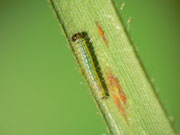 Lasiommata maera (Braunauge, junge Raupe) / CH BE Hasliberg 1050 m, 21. 08. 2014