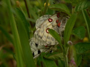 Parnassius apollo (Apollofalter) CH BE Hasliberg 1100 m, 25. 05. 2014
