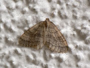 Operophtera brumata (Kleiner Frostspanner) / CH BE Hasliberg 1240 m, 10. 11. 2012