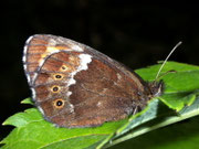 Erebia ligea (Weissbindiger Mohrenfalter) / CH VS Champéry 1100 m, 25. 07. 2007