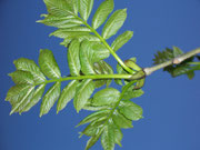 Fraxinus excelsior (Gemeine Esche) Oleaceae