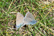 Polyommatus semiargus (Violetter Waldbläuling, Paarung / CH VS Lac Mauvoisin 1900 m, 18. 07. 2006